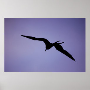 Poster Silhouette de Frigatebird