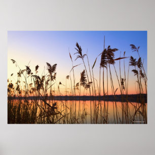 Poster Silhouette de plante par coucher du soleil de