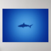 Poster Silhouette de requin (Devant)