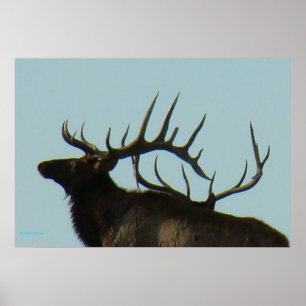 Poster Silhouette de tête de Wapiti mâle E11