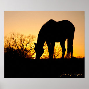 Poster Silhouette du Cheval du coucher du soleil