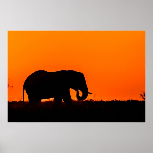Poster Silhouette d'un éléphant au coucher du soleil (Devant)