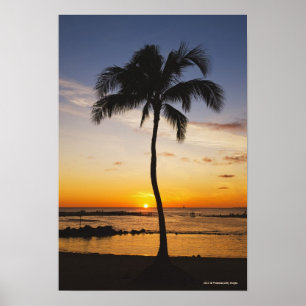 Poster Silhouette d'un palmier par un coucher du soleil