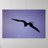 Poster Silhouette Frigatebird (Devant)