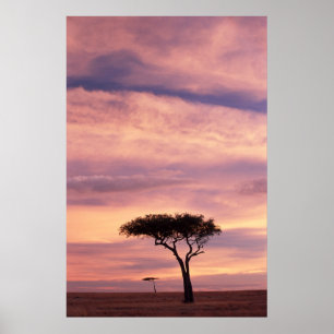 Poster Silhouette image of acacia tree at sunrise