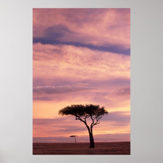 Poster Silhouette image of acacia tree at sunrise (Devant)