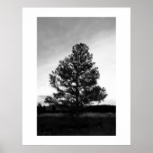 Poster Silhouette Pinyon Tree (Devant)