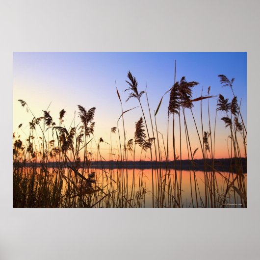 Poster Silhouette plante par coucher de soleil sur Lakesi (Devant)