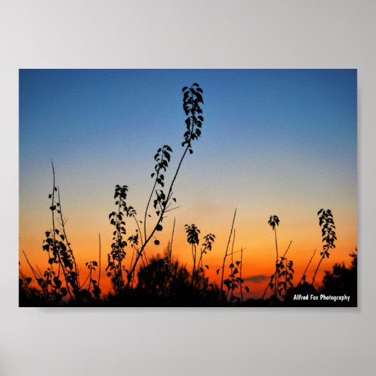 Poster Silhouettes de plantes d'été (Devant)