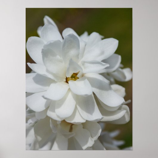 Poster Silky Magnolia (Devant)