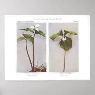 Poster Sillage-Robin peint - undulatum de Trillium