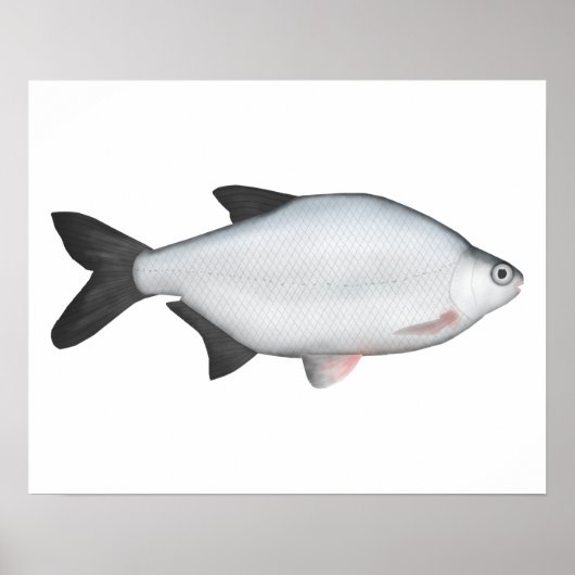 Poster Silver Bream (Devant)