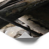 Poster Silver Langur Monkey Troop with Baby (Coin)