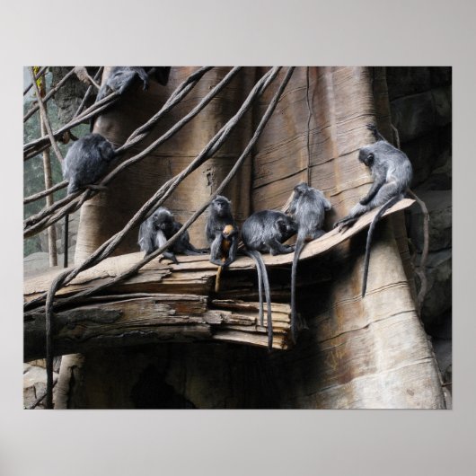 Poster Silver Langur Monkey Troop with Baby (Devant)