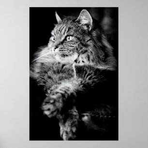 Poster Silver Long Hair Tabby Cat