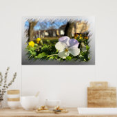 Poster Silver white pansy (Cuisine)
