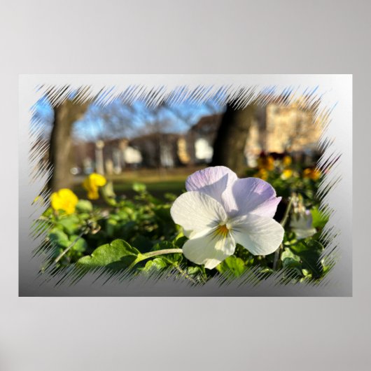 Poster Silver white pansy (Devant)