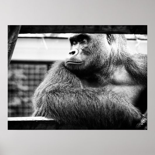 Poster Silverback (Devant)