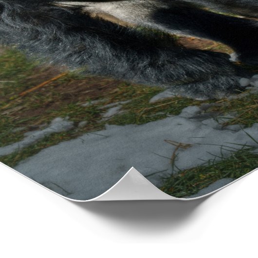 Poster Silverback À Une Journée Froide (Coin)