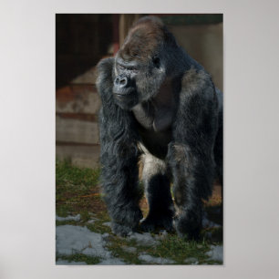 Poster Silverback À Une Journée Froide