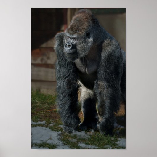 Poster Silverback À Une Journée Froide (Devant)