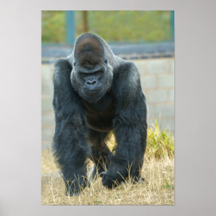 Poster Silverback en mouvement