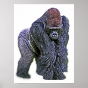 Poster Silverback Gorilla, White Back (g2p2)