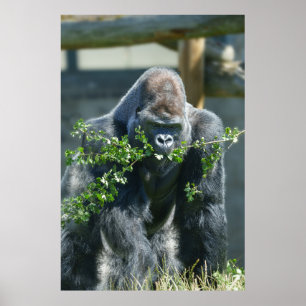 Poster Silverback Splendor