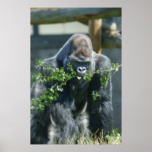 Poster Silverback Splendor (Devant)