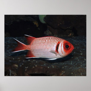Poster Simples poissons solaires