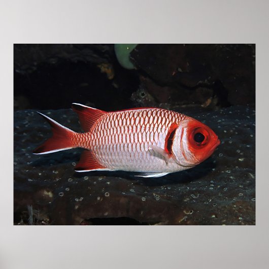 Poster Simples poissons solaires (Devant)