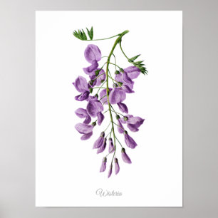Poster Simply Elegant Vintage Botanical Print Wisteria