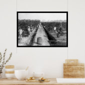 Poster Singapore Coffee Plantation 1898 (Cuisine)