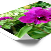 Poster Singapore Orchid (Coin)