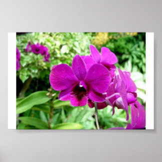 Poster Singapore Orchid