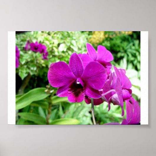 Poster Singapore Orchid (Devant)