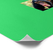 Poster singe (Coin)