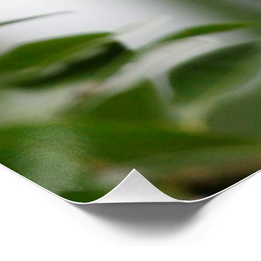 Poster Singe_2014_1201 (Coin)