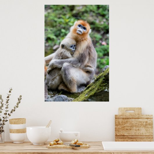 Poster Singe à nez doré avec bébé (Cuisine)