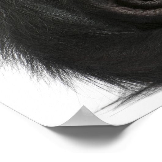 Poster Singe à tête rouge - Ateles paniscus (3 (Coin)