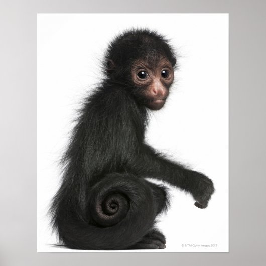 Poster Singe à tête rouge - Ateles paniscus (3 (Devant)