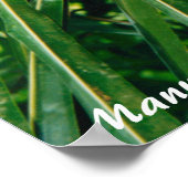 Poster Singe à visage blanc Costa Rica (Coin)