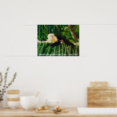 Poster Singe à visage blanc Costa Rica (Cuisine)