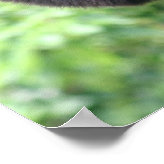 Poster Singe agitant (Coin)