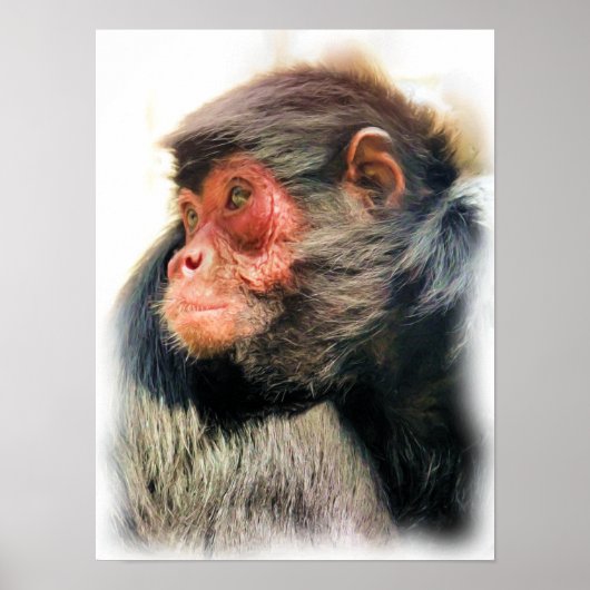 Poster Singe araignée (Devant)