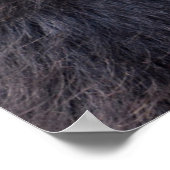 Poster Singe araignée à tête noire mangeant un fruit (Coin)