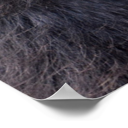 Poster Singe araignée à tête noire mangeant un fruit (Coin)