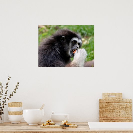 Poster Singe araignée à tête noire mangeant un fruit (Cuisine)