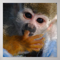 Singe Bébé mignon Secouru