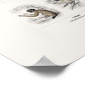 Poster Singe - Bibliothèque du naturaliste (Coin)